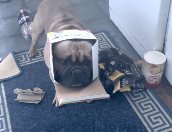 ゴミ箱にイタズラしてバチが当たっちゃった 後悔する犬さん。