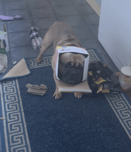 ゴミ箱にイタズラしてバチが当たっちゃった 後悔する犬さん。