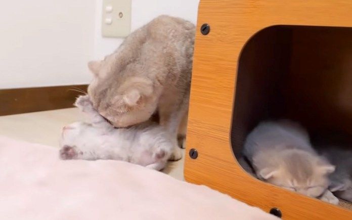 兄猫に甘噛みされる子猫