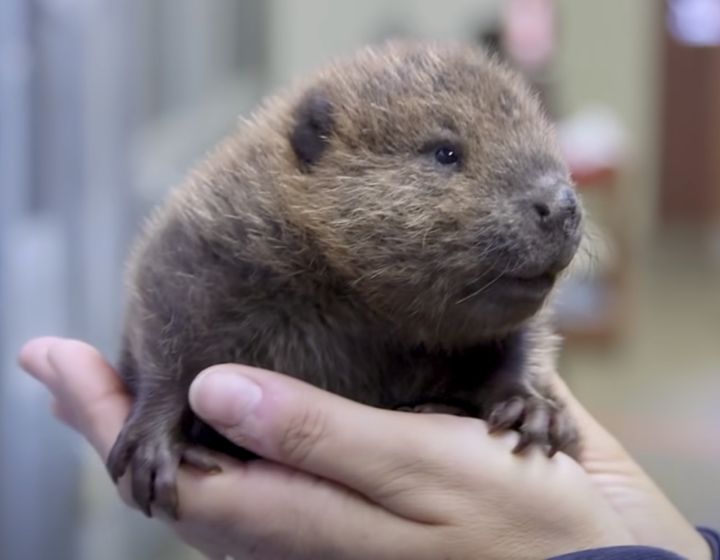 なんの赤ちゃんか分かるかな？ つぶらな瞳の