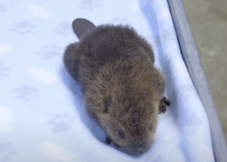 なんの赤ちゃんか分かるかな？ つぶらな瞳の