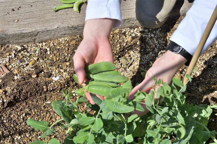 スナップエンドウ