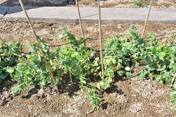 スナップエンドウ