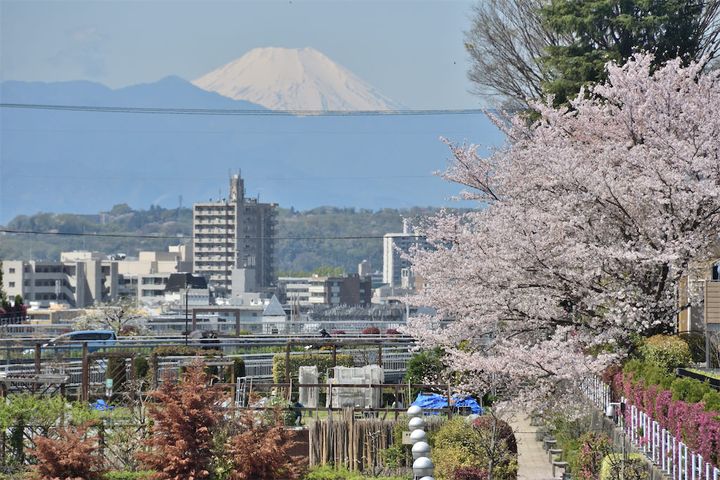 富士山と桜