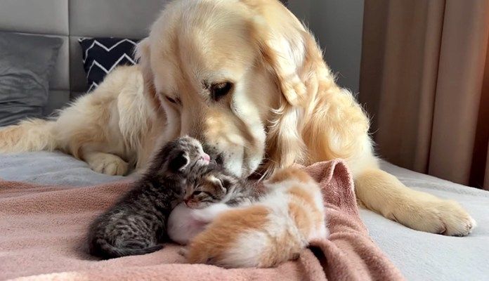 子猫達を世話する犬