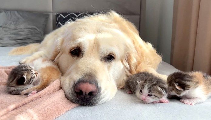 仲良しな子猫達と犬