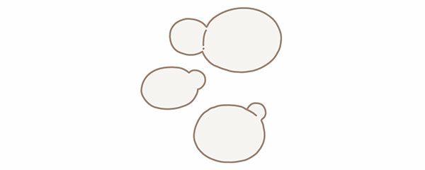 酵母／イラスト