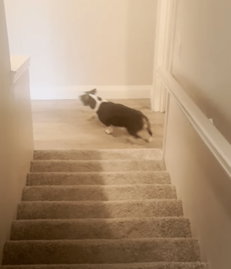 ママがいない！ 声は聞こえているのに、どうしても飼い主に会えない犬さん。