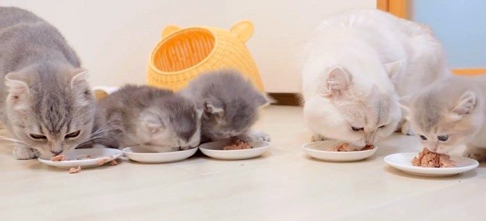 ご飯を食べる猫の家族