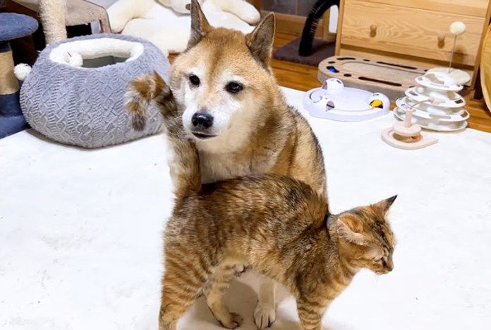 犬に甘える猫