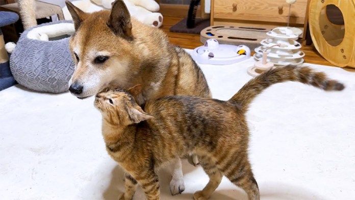 犬に甘える猫