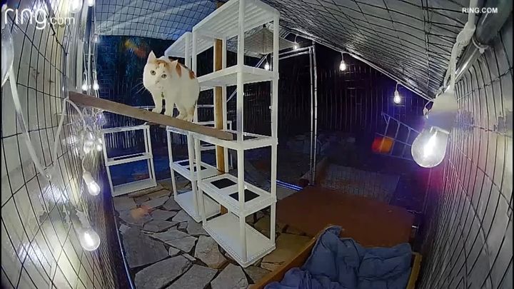 何となく帰宅を拒む茶白猫、カメラ越しに飼い主と口論