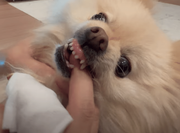 「歯磨きイヤぁ〜！」 拒否犬になっちゃうポメラニアンさん。