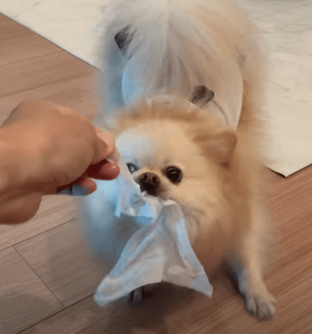 「歯磨きイヤぁ〜！」 拒否犬になっちゃうポメラニアンさん。