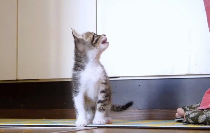 オヤツを催促する子猫