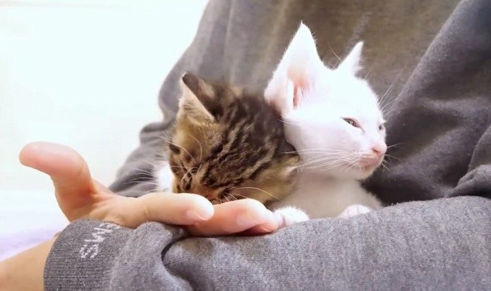 膝の上で甘える子猫達