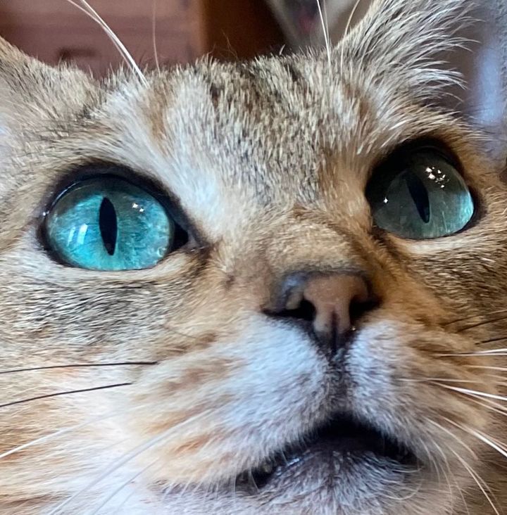 エメラルドグリーンの瞳を持つミータン