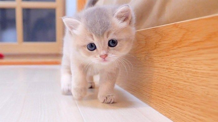 近づいてくる子猫