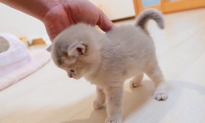 撫でられる子猫