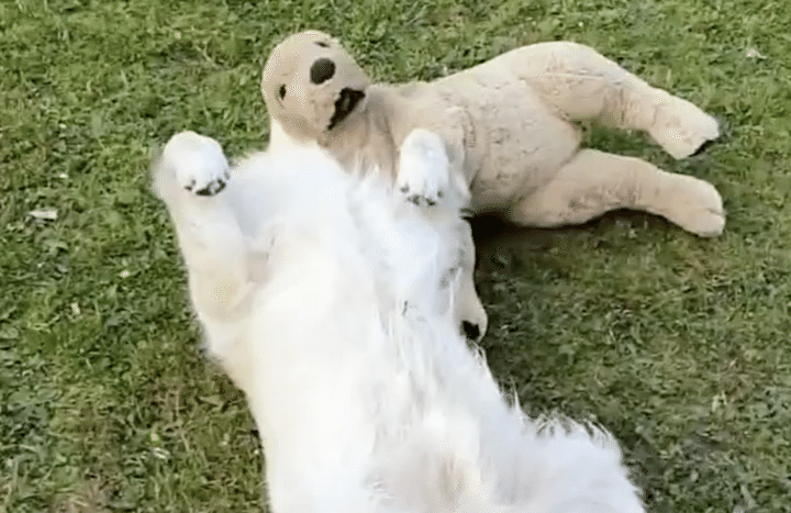 お気に入りのぬいぐるみと日向ぼっこ！ 気持ちよく寝てると思ったら