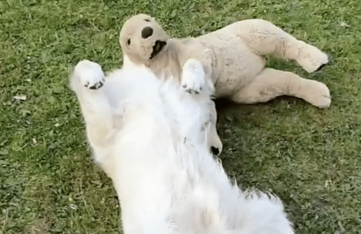 お気に入りのぬいぐるみと日向ぼっこ！ 気持ちよく寝てると思ったら