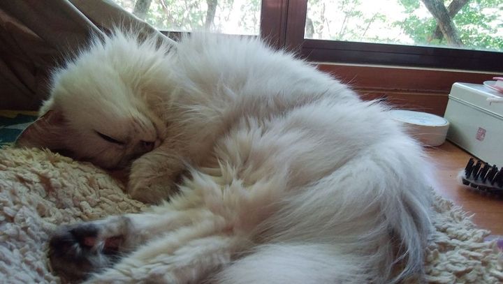 寝起きを共にしたネコのまりちゃん。