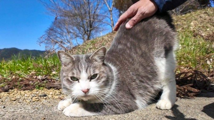 腰トントンされる猫
