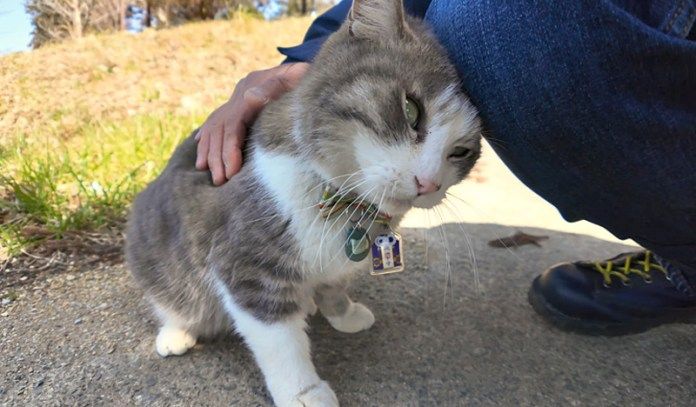 スリスリする猫