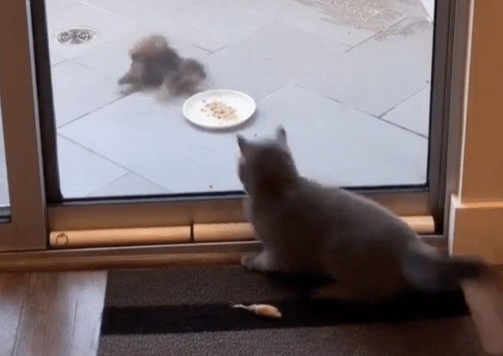 「引っかかったニャ！」野生のリスにイタズラを仕掛ける猫さん。