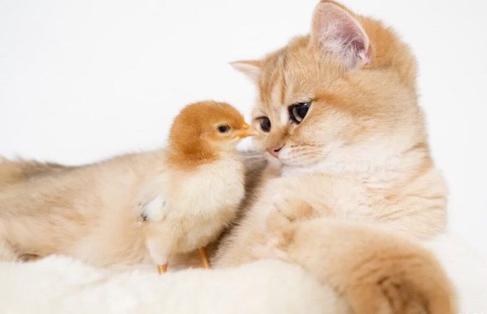 ヒヨコが気になる子猫