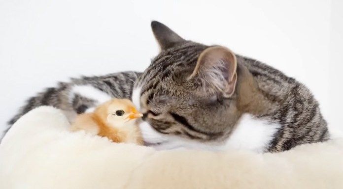 ヒヨコが気になる子猫