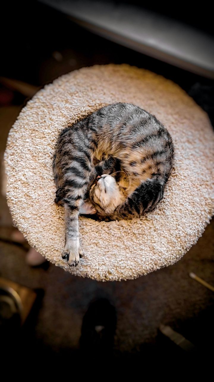 本日の美人猫vol.575