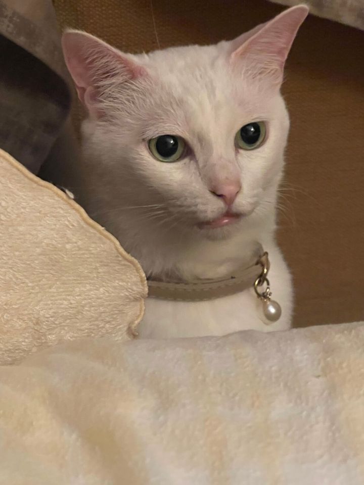 白猫のミルくん