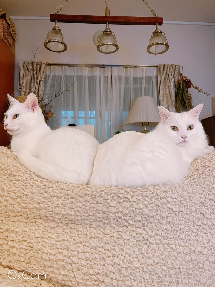 白猫の兄弟ミルくん＆レオくん