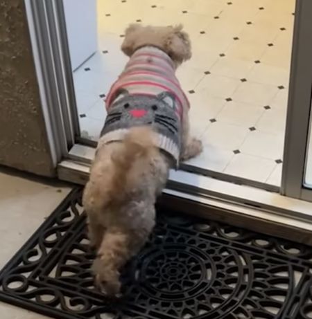 お家に入る前のマナーだワン！ お行儀がいい犬さん。