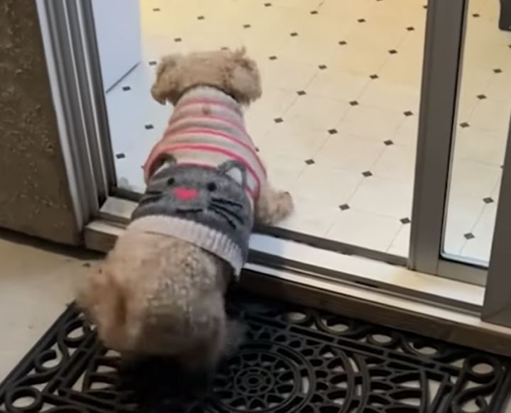 お家に入る前のマナーだワン！ お行儀がいい犬さん。