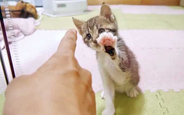 壁越しに遊ぶ子猫