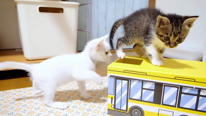 バスで遊ぶ子猫達