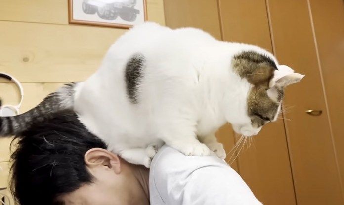 肩の上に乗る猫