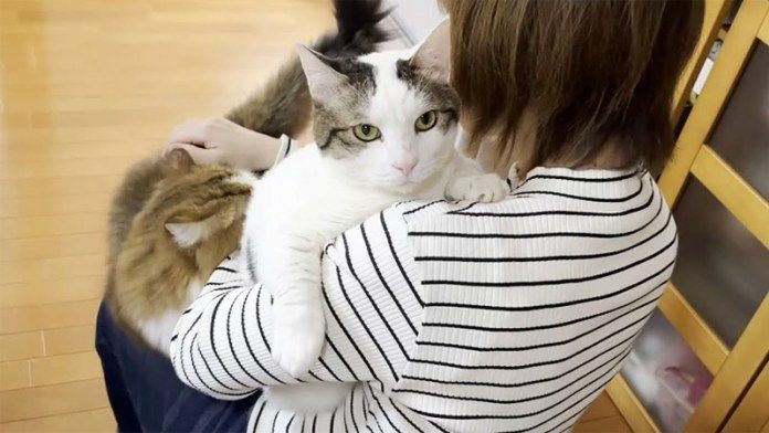 抱っこされる猫