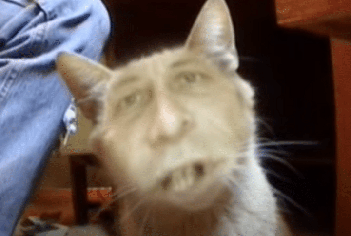 びっくりした！ 夢に出てきそうなほど不気味な人面猫。