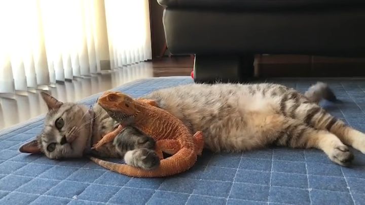 幼なじみの仲睦まじき猫とトカゲと、寝ても覚めてもいつも一緒に