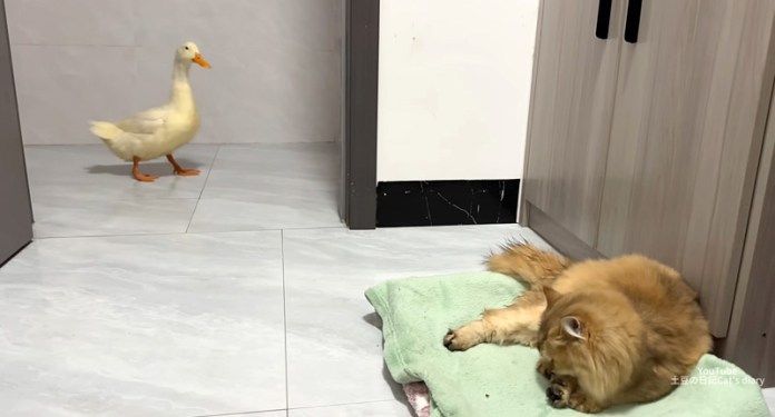 猫を見つけたアヒル