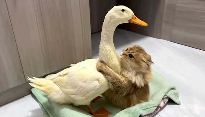 アヒルを抱きしめる猫