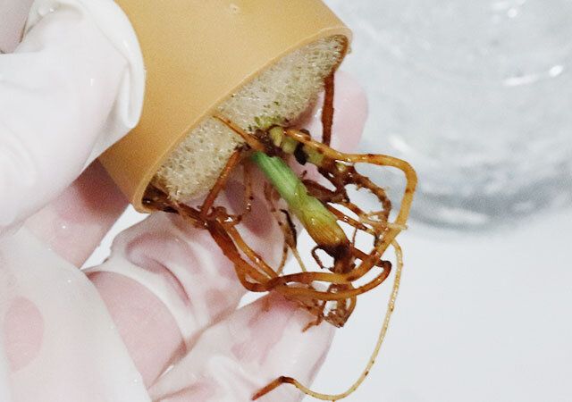 100均ダイソーのお洒落なクリアプランツ