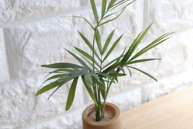 100均ダイソーのお洒落なクリアプランツ