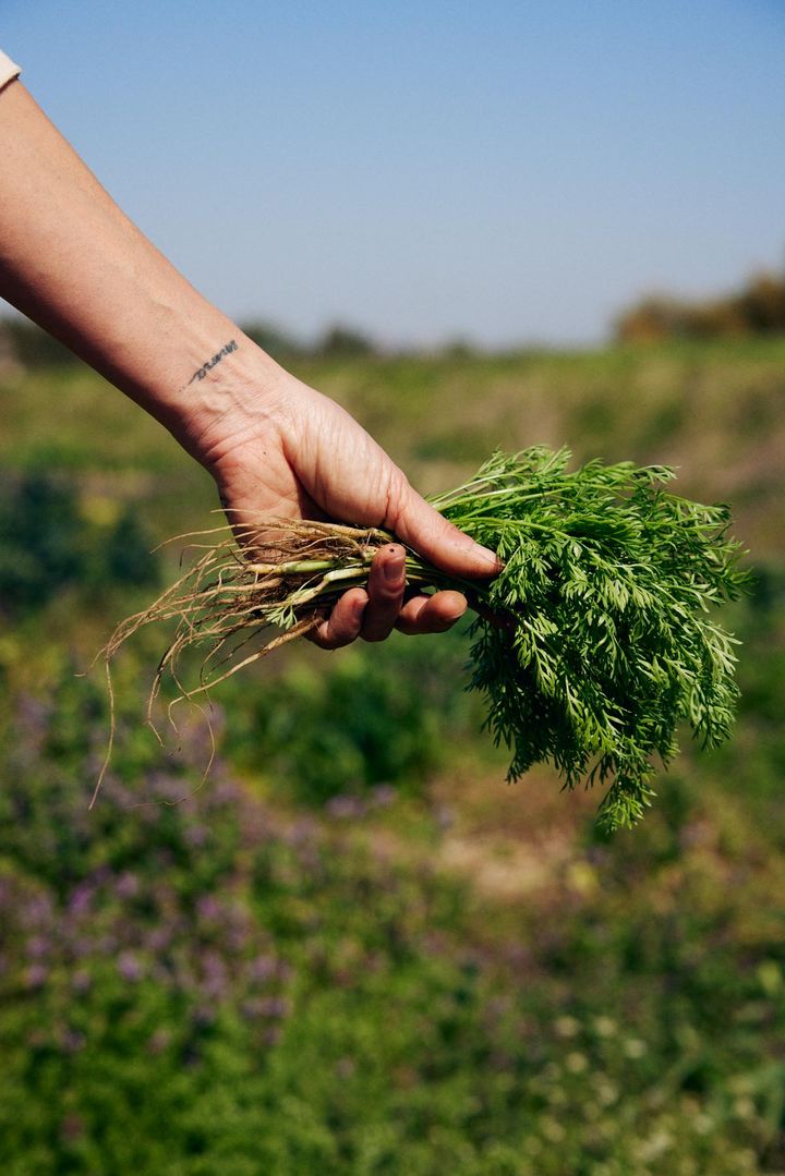 間引いたニンジン