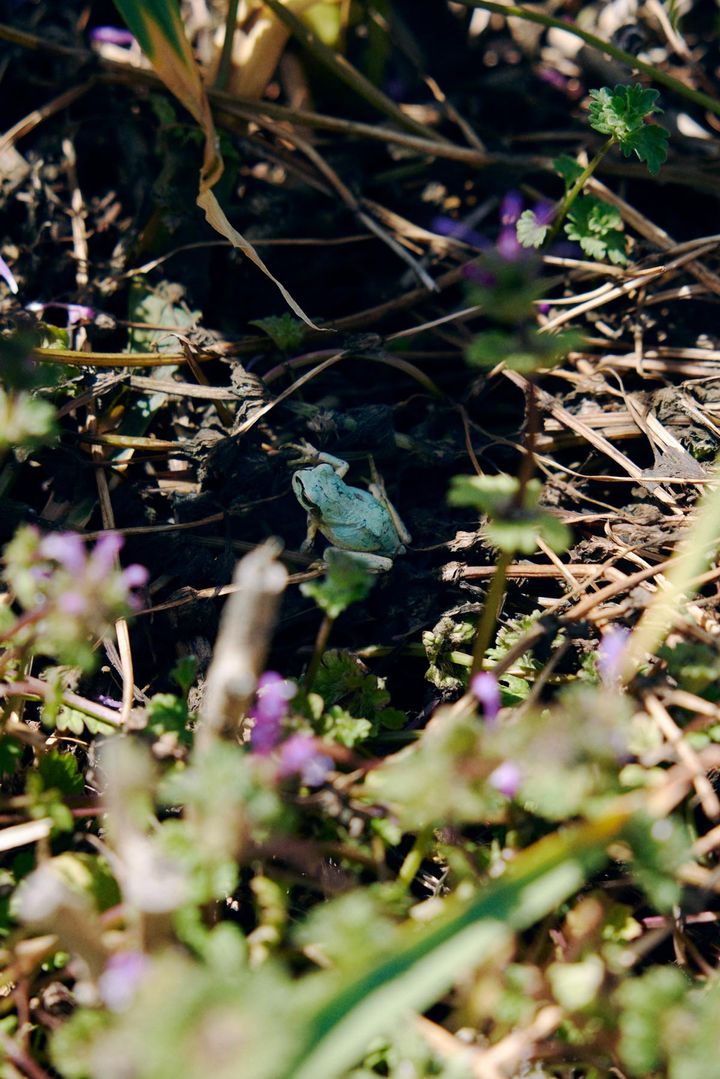 畑にいたアオガエル