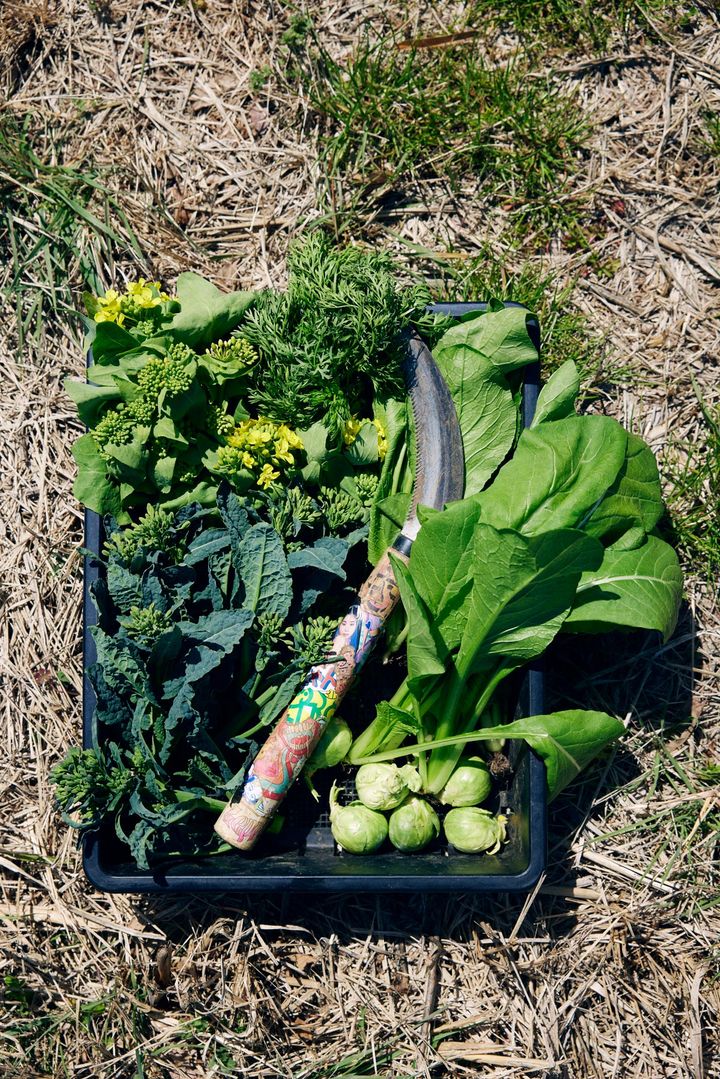 今日の収穫物と、道具のカマ
