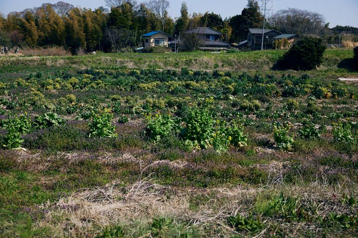 多種多様な野菜や植物が共存するハーベスト・コモンズの畑